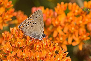 《刺客信条：影》Steam不需要下载和安装育碧启动器