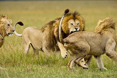 日本史研究者分析《刺客信条：影》表示武器略有瑕疵